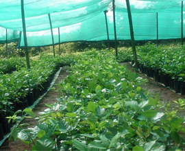 SHALIMAR-SHADE-NETS-IN-SOUTHINDIA